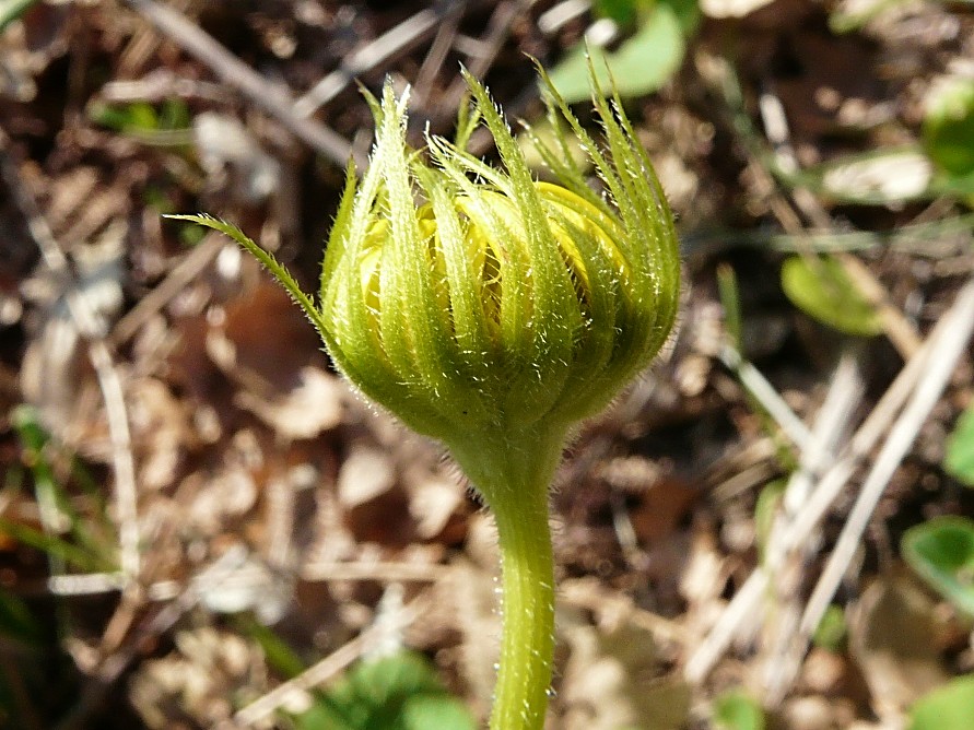 Doronicum cfr. orientale